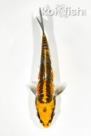 5.75" BENI KIKOKURYU
