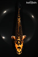 8.25" ARAGOKE BENI KIKOKURYU