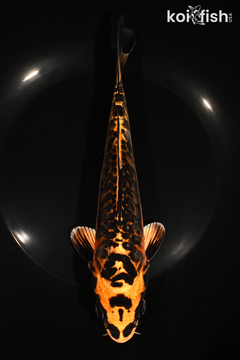 8.25" ARAGOKE BENI KIKOKURYU