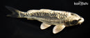 7.75" GINRIN KIKOKURYU