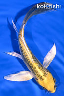 6.5" KIN KIKOKURYU BUTTERFLY