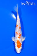 6.75" GINRIN HARIWAKE