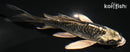 4.75" KIKOKURYU BUTTERFLY