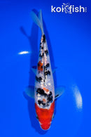 7.25" GINRIN SANKE