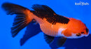 4.5" ORANDA GOLDFISH