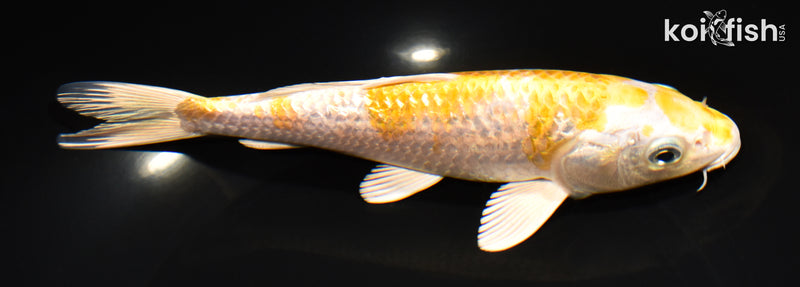 7.5" GINRIN LEMON HARIWAKE
