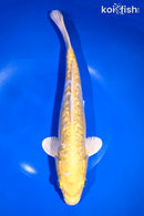 11.25" GINRIN ARAGOKE YAMABUKI OGON