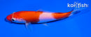 5.5" KOHAKU