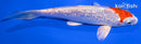 5.5" GINRIN HARIWAKE
