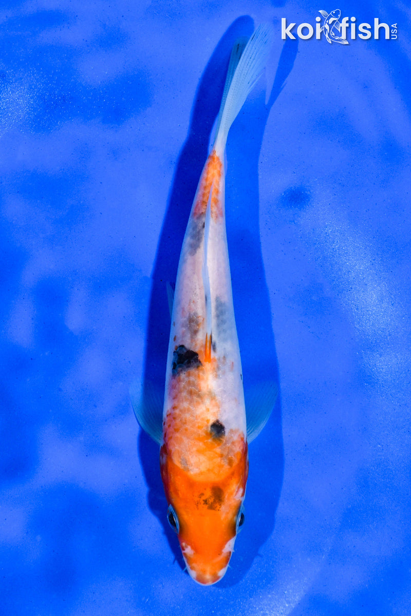 5.5" SANKE