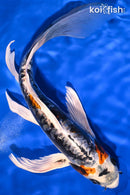 10" BENI KIKOKURYU BUTTERFLY