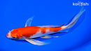 8.25" HARIWAKE BUTTERFLY