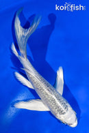 5.5" GINRIN GIN MATSUBA BUTTERFLY