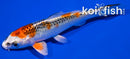 5" KUJAKU