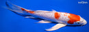9.75" KIKUSUI BUTTERFLY