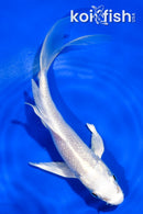 5" GINRIN PLATINUM OGON BUTTERFLY