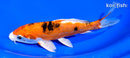 7" HEISEI NISHIKI