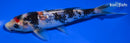 6.25" GINRIN BENI MATSUKAWABAKE