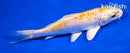 5" HARIWAKE