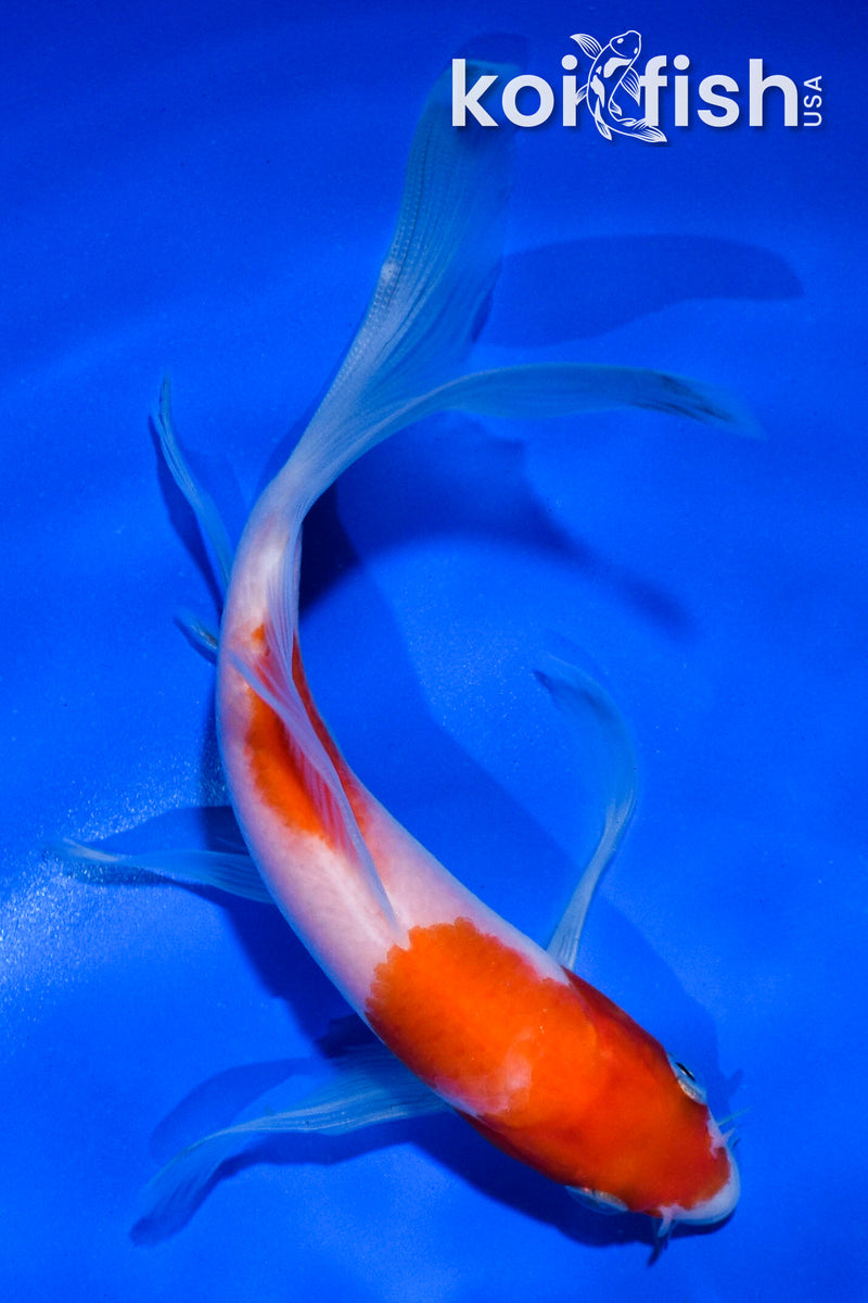 5.5" KOHAKU BUTTERFLY