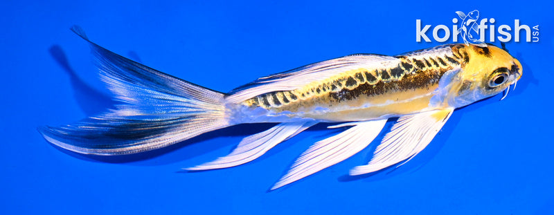 5.5" GINRIN KIN KIKOKURYU BUTTERFLY