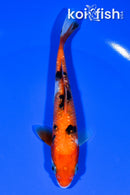 5.5" GINRIN AKA SANKE