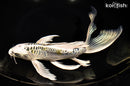 11.25" KIN KIKOKURYU BUTTERFLY