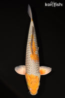 15.25" OCHIBA SHIGURE