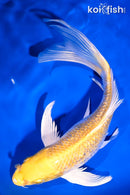 7.75" GINRIN LEMON HARIWAKE BUTTERFLY