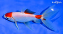 6" MARUTEN WAKIN GOLDFISH