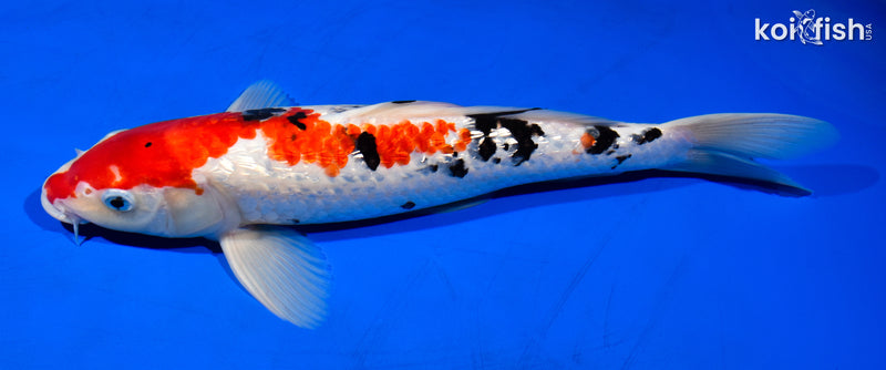 13.75" GINRIN SANKE