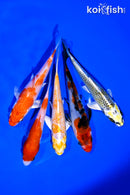 PACK OF (5) 4-5" STANDARD KOI