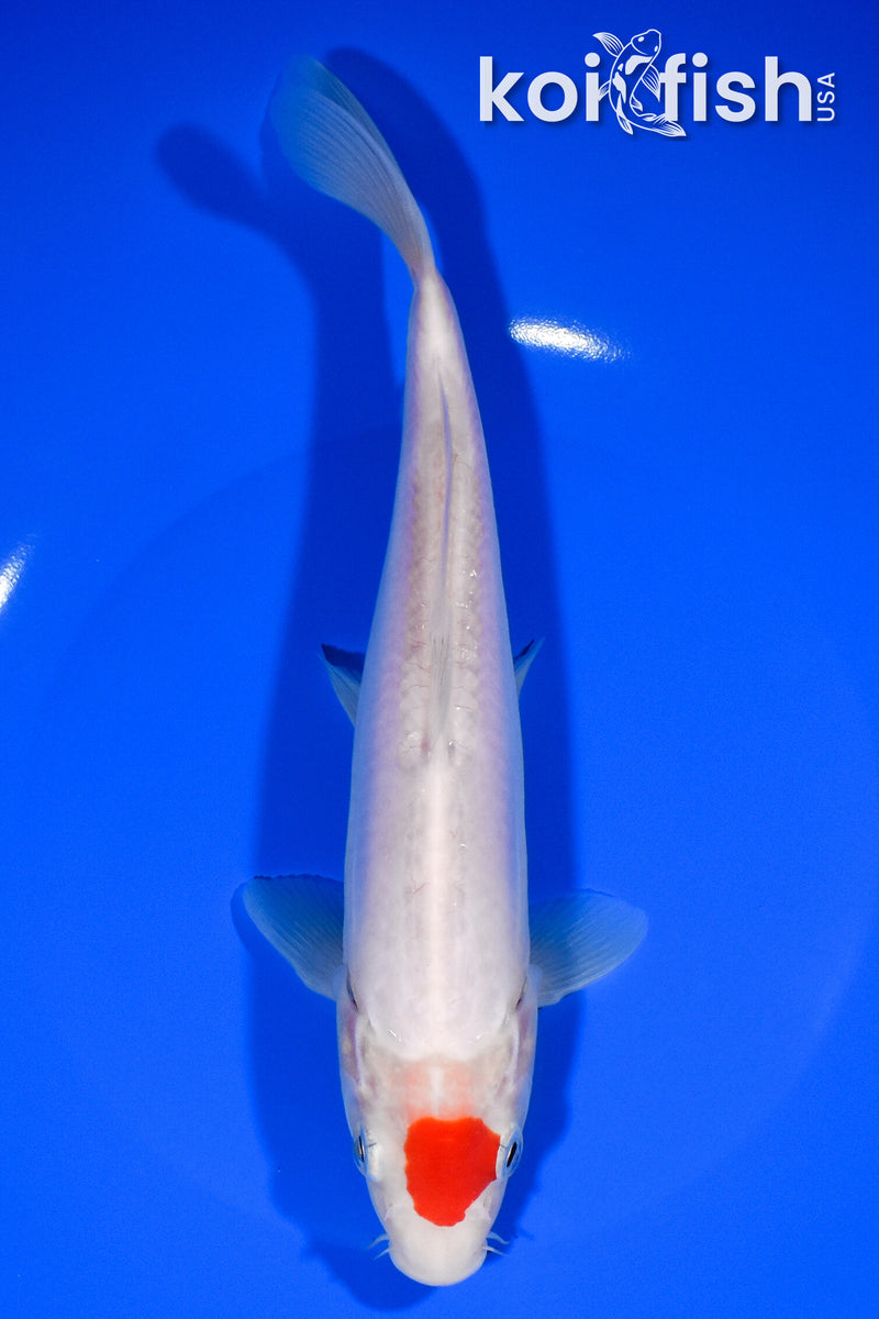8.75" DOITSU TANCHO KOHAKU
