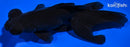 5.25" TELESCOPE FANTAIL GOLDFISH