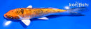 5.5" GINRIN YAMATO NISHIKI