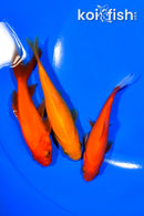 PACK OF (5) 4-4.5" COMET GOLDFISH