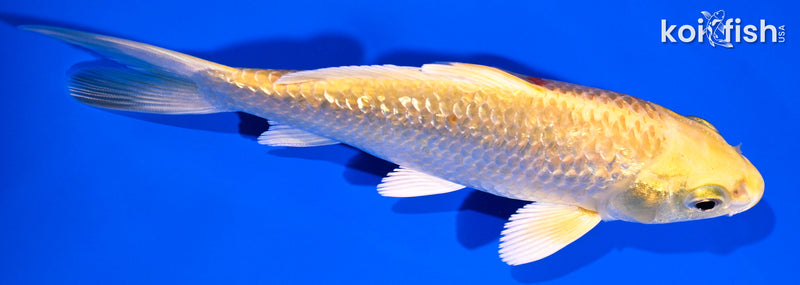 5" GINRIN YAMBUKI OGON