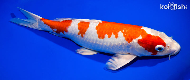 12.75" HARIWAKE