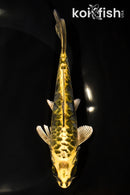 6.25" ARAGOKE KIN KIKOKURYU