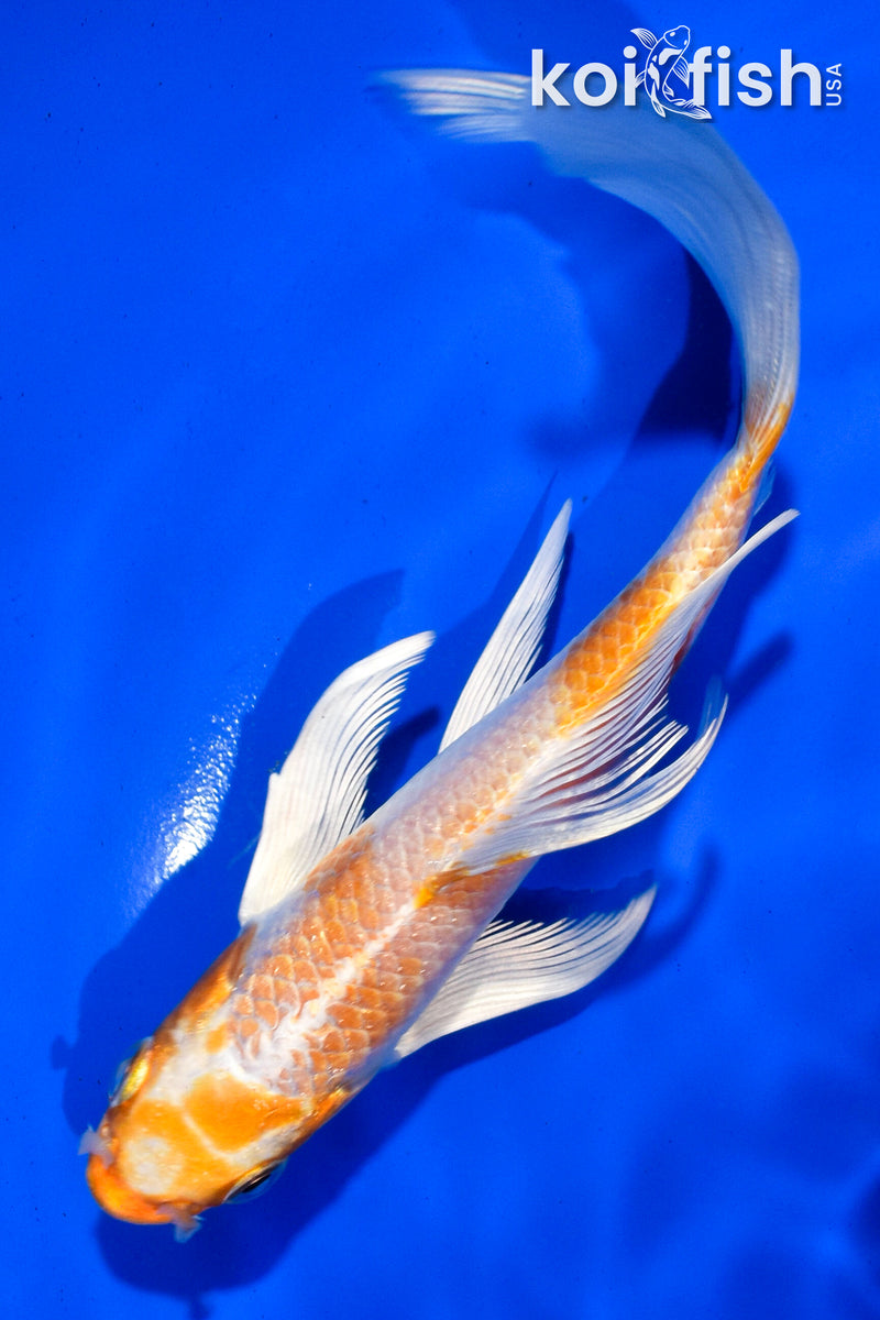 5.5" HARIWAKE BUTTERFLY