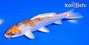 5" KUJAKU