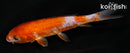 4.5" DOITSU OCHIBA SHIGURE