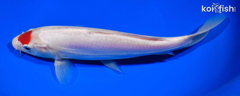 8.75" DOITSU TANCHO KOHAKU