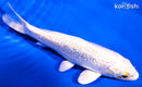 5.75" GINRIN PLATINUM OGON
