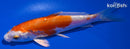4.5" KIKUSUI