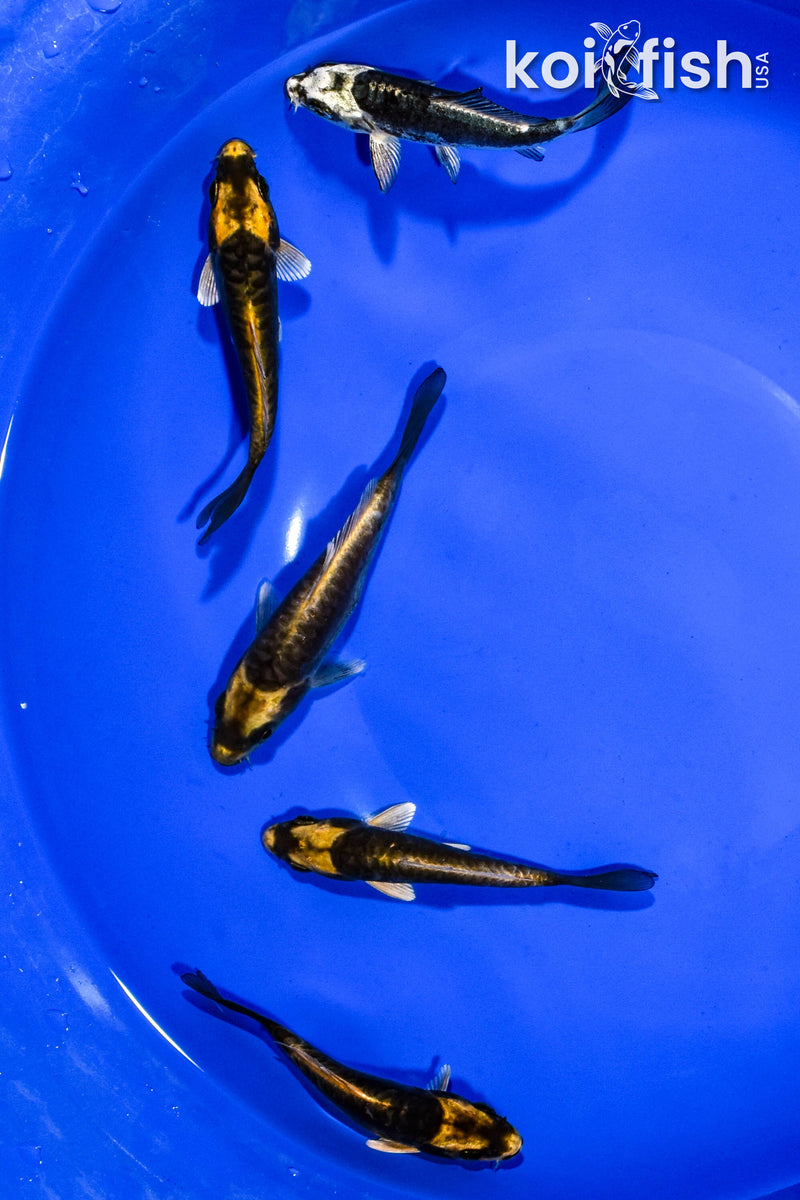 PACK OF (5) 3-4" KABUTO KOI