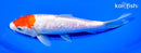 7.25" GINRIN KOHAKU