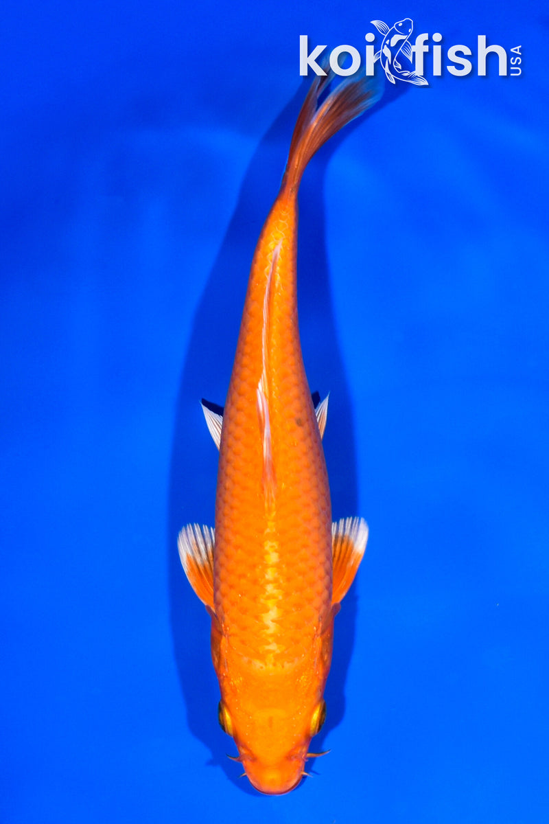 8.5" ORENJI OGON