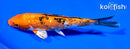 6.25" GINRIN YAMATO NISHIKI