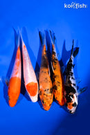 PACK OF (5) 4-5" STANDARD KOI